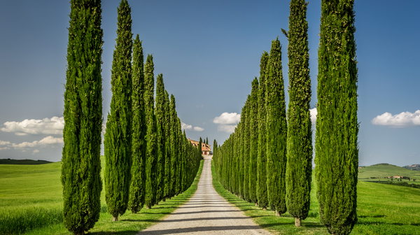 Tuscania Tour, tour operator a Poggibonsi