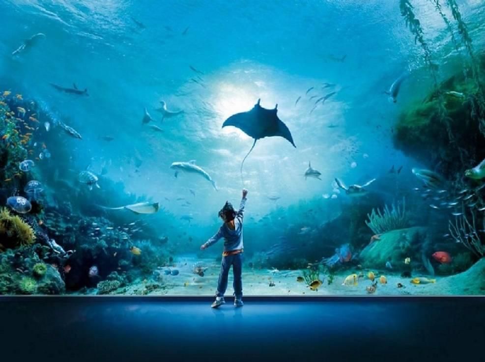 acquario.JPEG