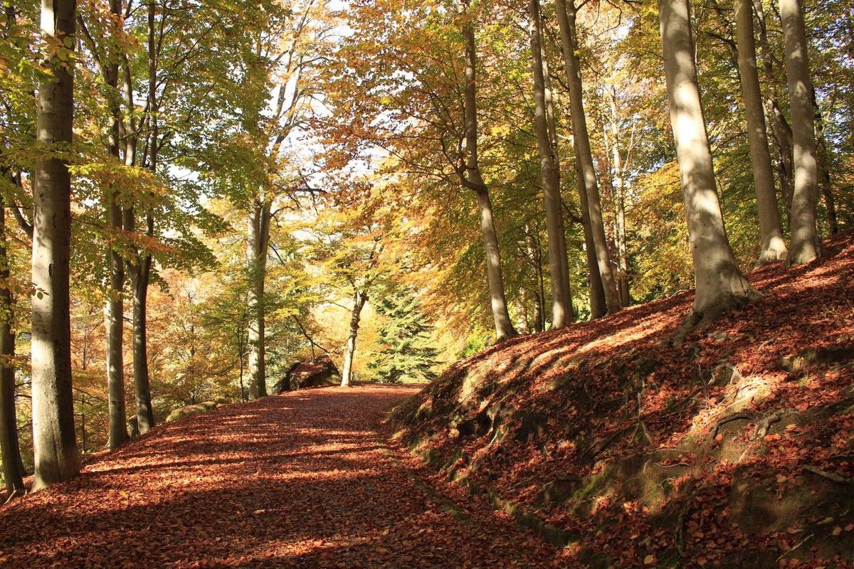 foliage_burcina_2020__7_.JPEG